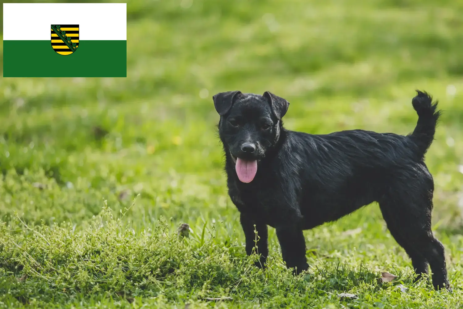 Read more about the article Patterdale terrier tenyésztők és kölykök Szászországban