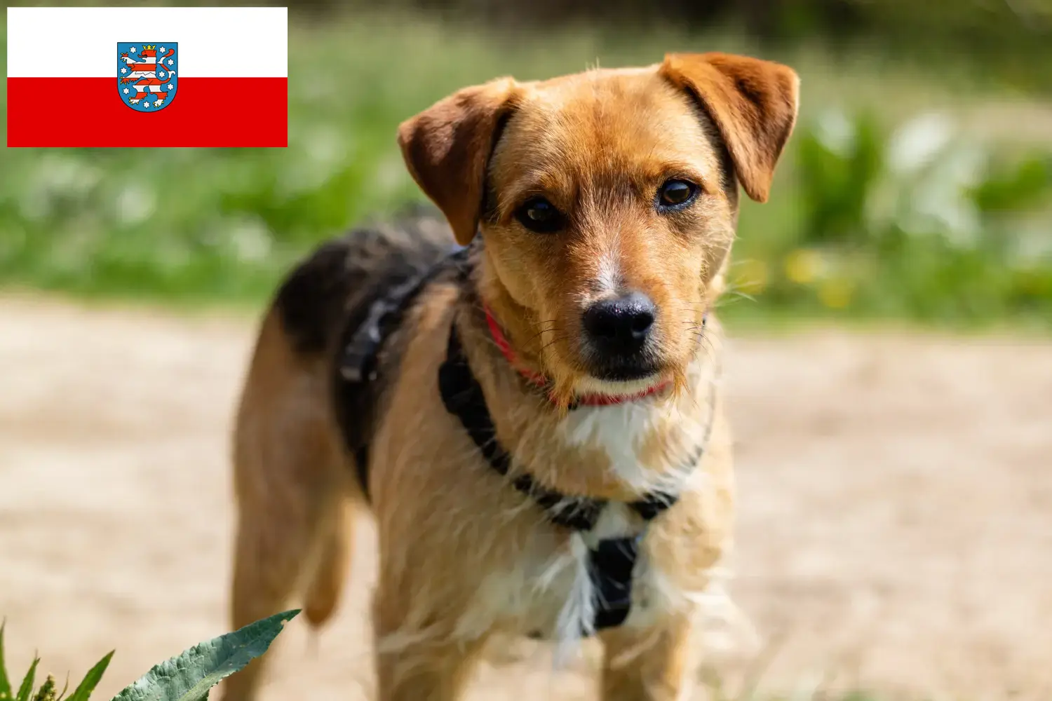 Read more about the article Patterdale terrier tenyésztők és kölykök Türingiában