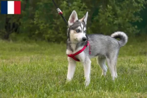 Read more about the article Alaskan Klee Kai tenyésztők és kölykök Franciaországban