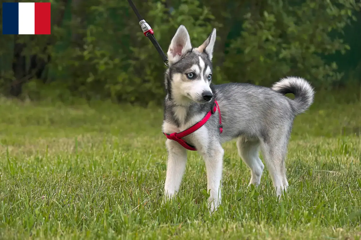 Alaszkai Klee Kai kölykök és tenyésztők Franciaország Itt talál Alaskan Klee Kais tenyésztőket Franciaországban.
