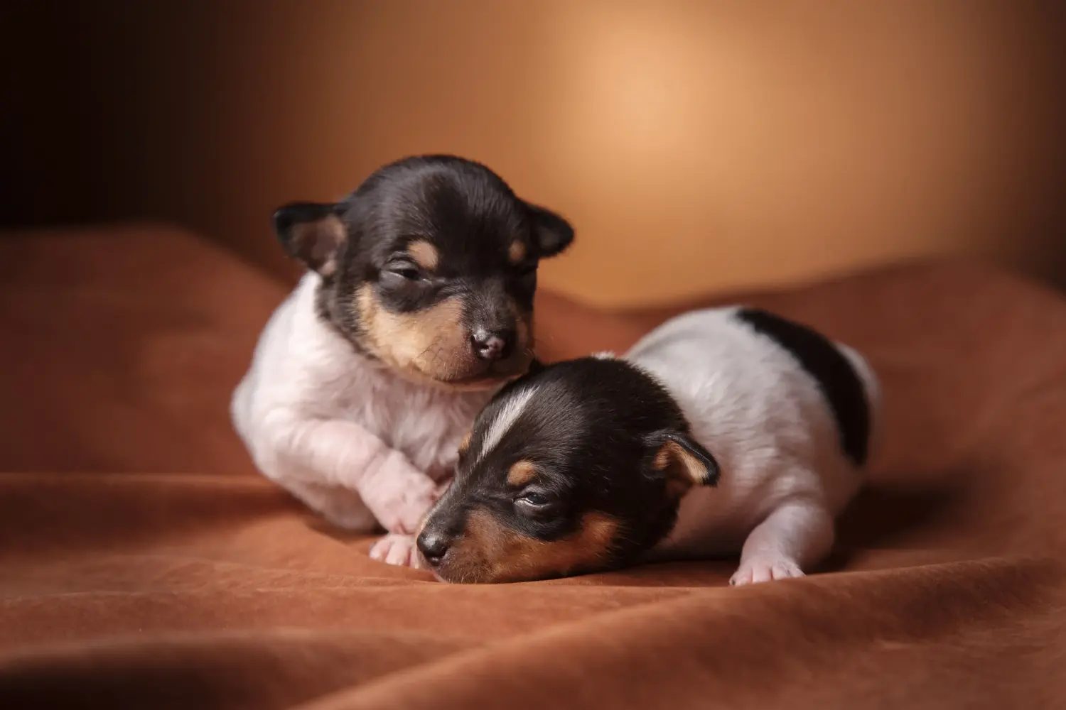 Amerikai Toy Terrier kölyökkutya vásárlása felelősségvállalást jelent! Amerikai Toy Terrier kiskutyák vásárlása.