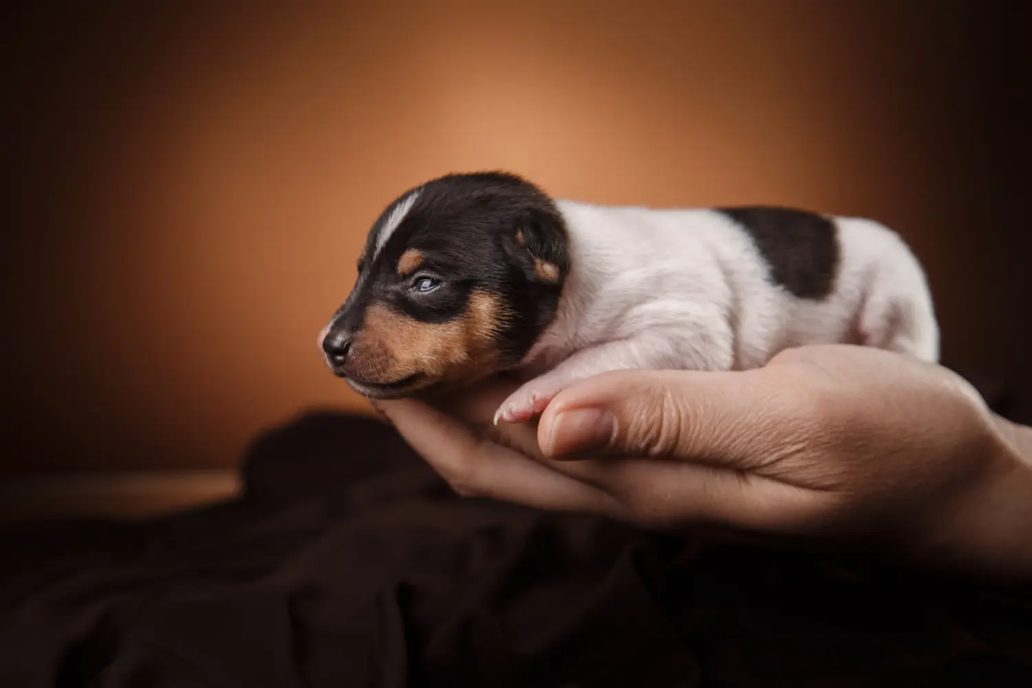Amerikai Toy Terrier kölyökkutya vásárlása felelősségvállalást jelent! Amerikai Toy Terrier kiskutyák vásárlása.