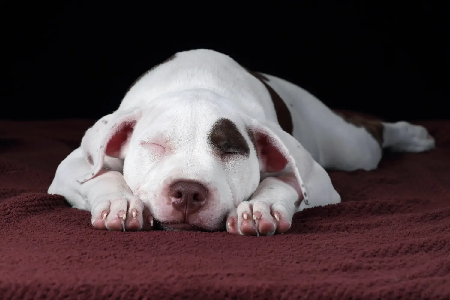 Amerikai pitbull terrier kölyökkutya vásárlása felelősségvállalást jelent! Amerikai pitbull terrier kölyökkutyák vásárlása.