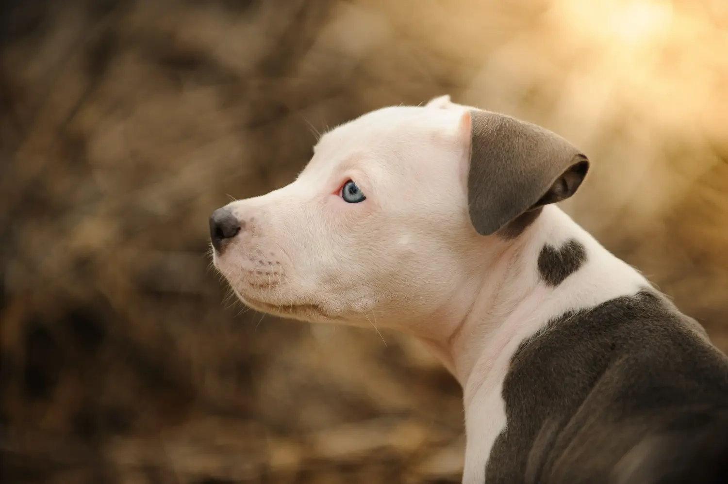 Amerikai pitbull terrier kölyökkutya vásárlása felelősségvállalást jelent! Amerikai pitbull terrier kölyökkutyák vásárlása.
