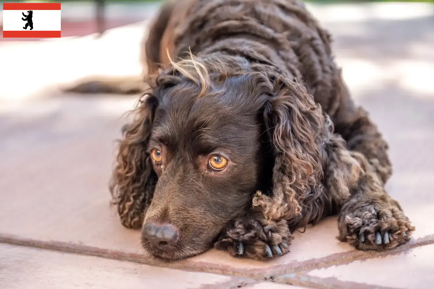Amerikai vízi spániel kölyökkutyák és tenyésztők Berlin Keresse meg az American Water Spaniels tenyésztőit Berlinben itt.