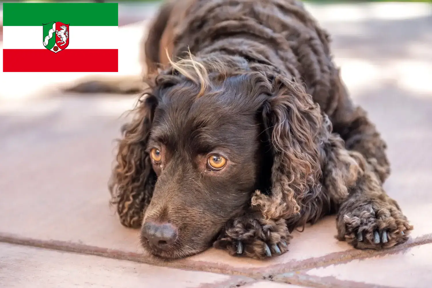 Amerikai vízi spániel kiskutyák és tenyésztők Észak-Rajna-Vesztfália Itt megtalálhatja az American Water Spaniels tenyésztőit Észak-Rajna-Vesztfália területén.