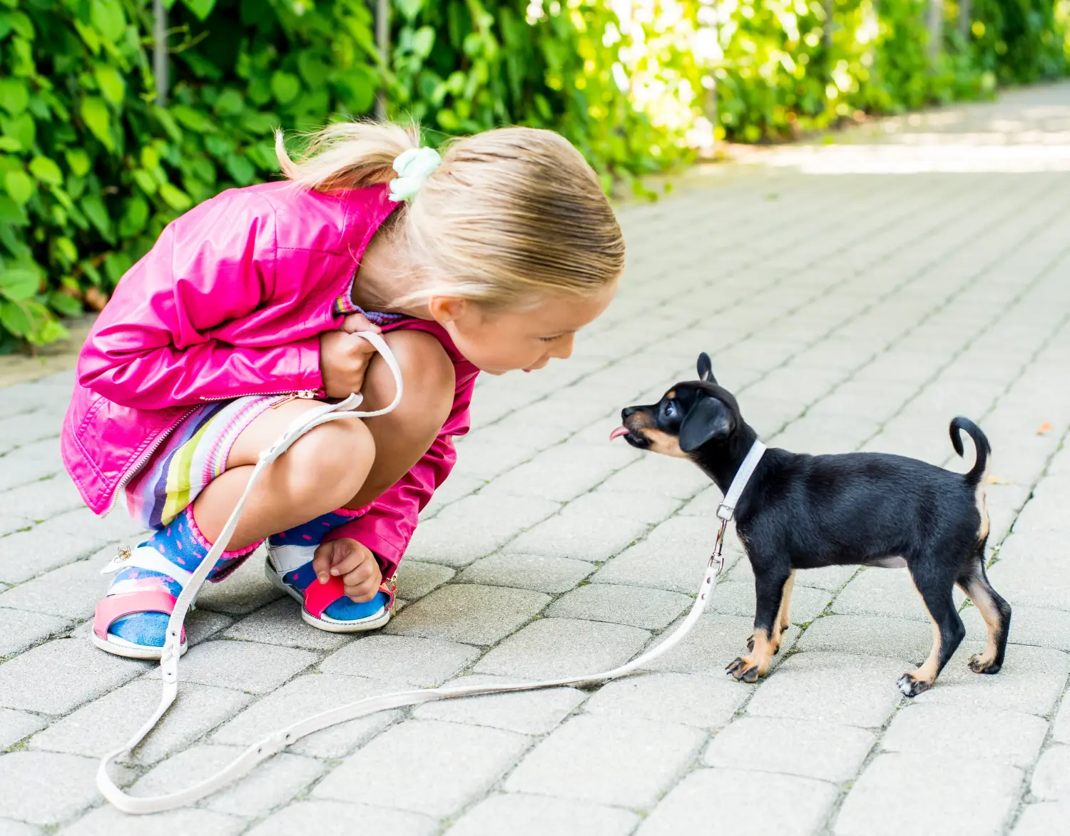 Angol Toy Terrier kölyökkutya vásárlása felelősségvállalást jelent! Angol Toy Terrier kölyökkutyák vásárlása.