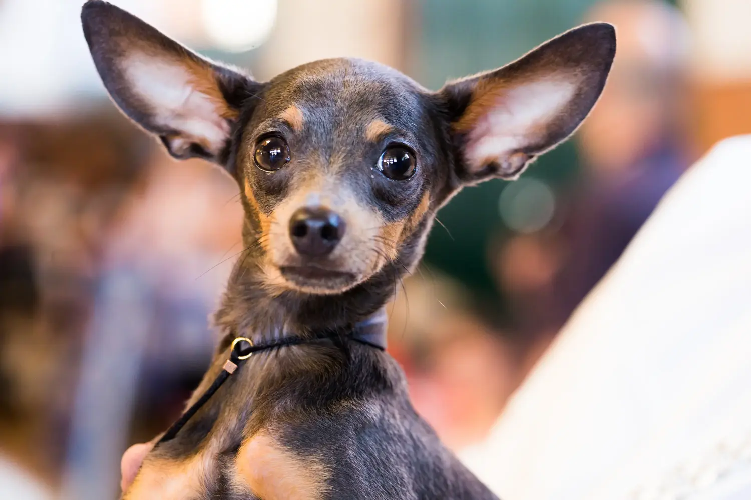 Angol Toy Terrier kölyökkutya vásárlása felelősségvállalást jelent! Angol Toy Terrier kölyökkutyák vásárlása.