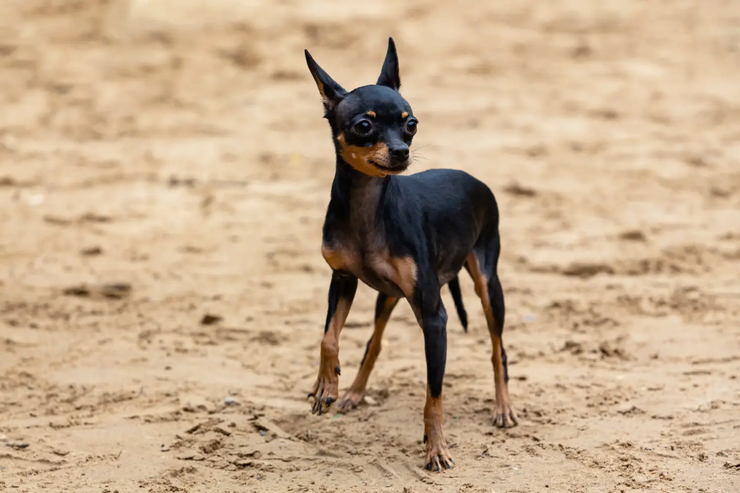 Angol Toy Terrier kölyökkutya vásárlása felelősségvállalást jelent! Angol Toy Terrier kölyökkutyák vásárlása.