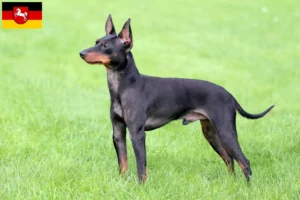 Read more about the article Angol Toy Terrier tenyésztők és kiskutyák Alsó-Szászországban