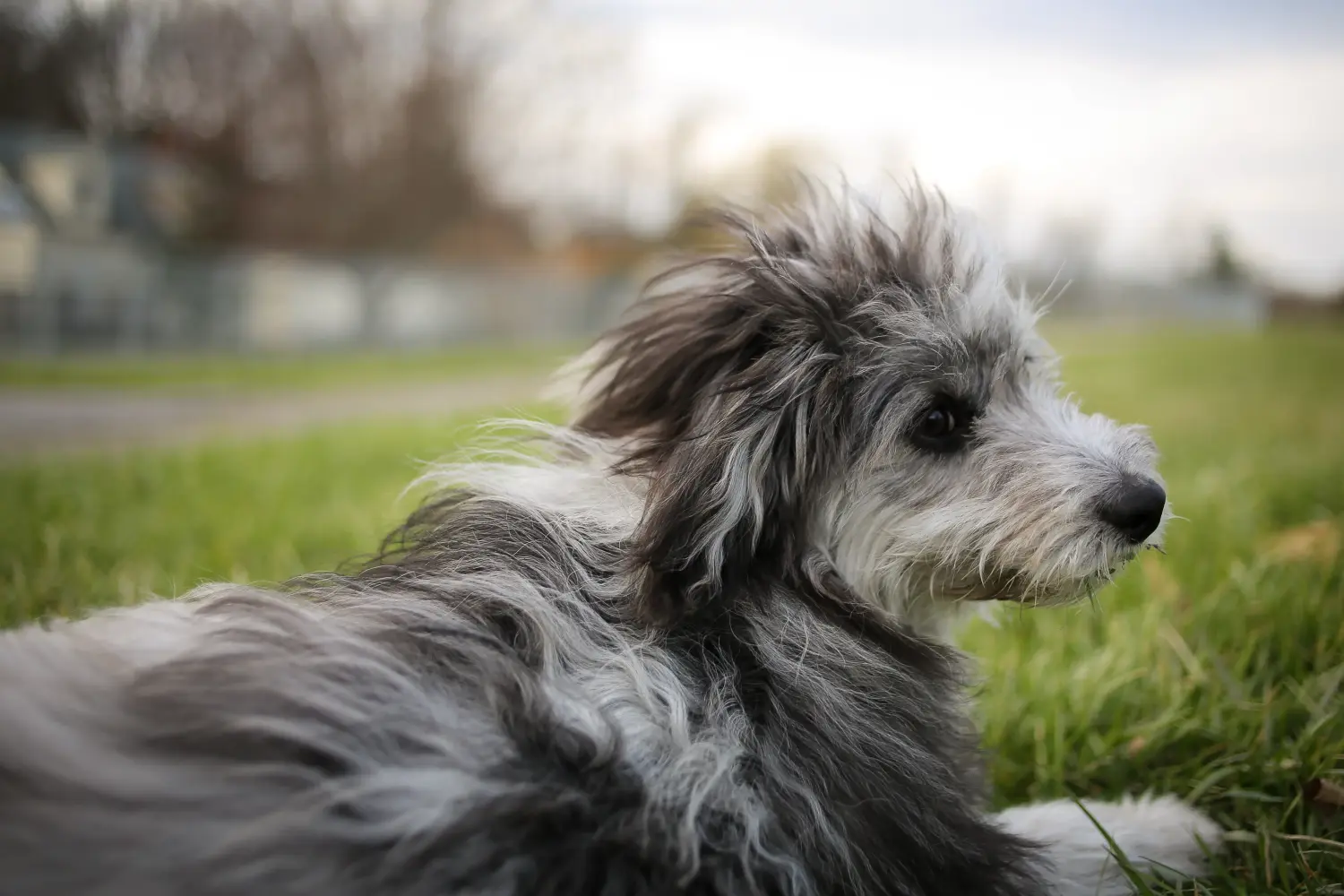 Aussiedoodle kölyökkutya vásárlása felelősségvállalást jelent! Aussiedoodle kiskutyák vásárlása.