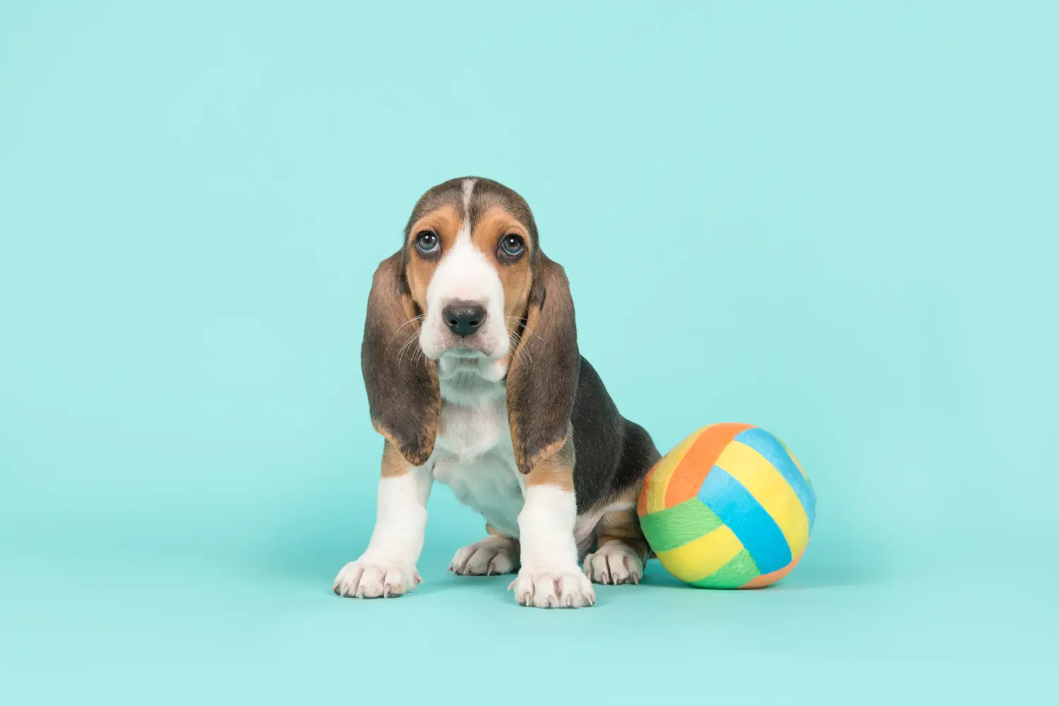 Egy Basset Artésien Normand kiskutya megvásárlása felelősségvállalást jelent! Vásároljon Basset Artésien Normand kiskutyákat.