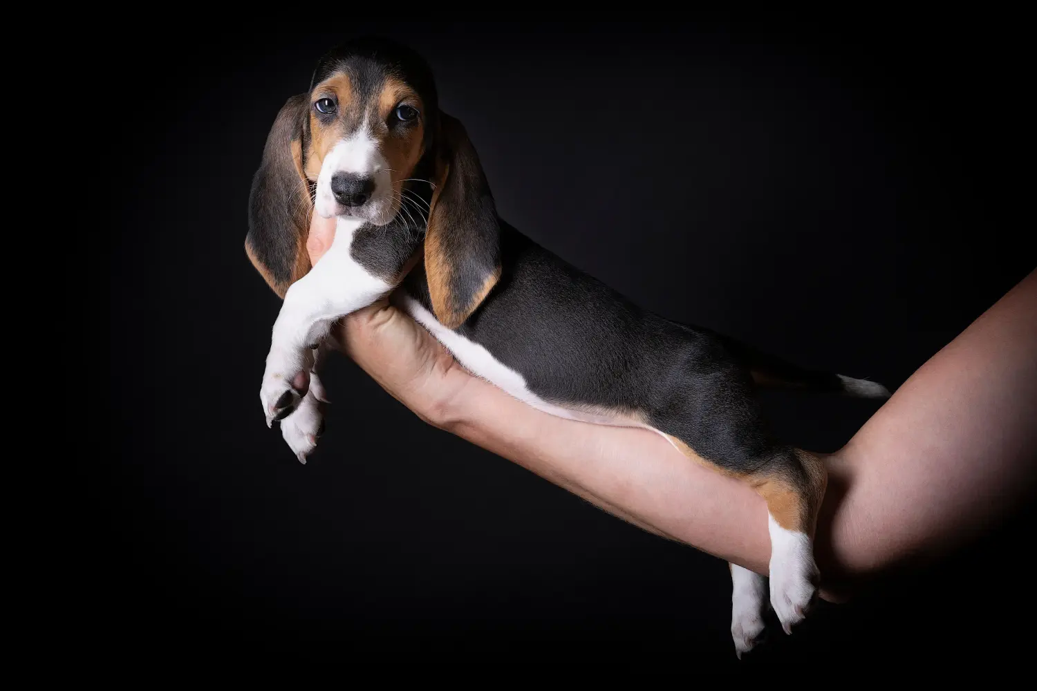 Egy Basset Artésien Normand kiskutya megvásárlása felelősségvállalást jelent! Vásároljon Basset Artésien Normand kiskutyákat.