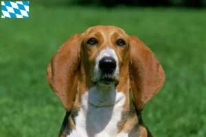 Read more about the article Basset Artésien Normand tenyésztők és kiskutyák Bajorországban