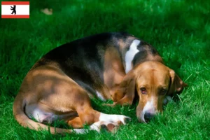 Read more about the article Basset Artésien Normand tenyésztők és kiskutyák Berlinben