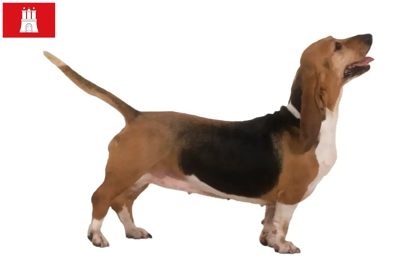 Read more about the article Basset Artésien Normand tenyésztők és kiskutyák Hamburgban
