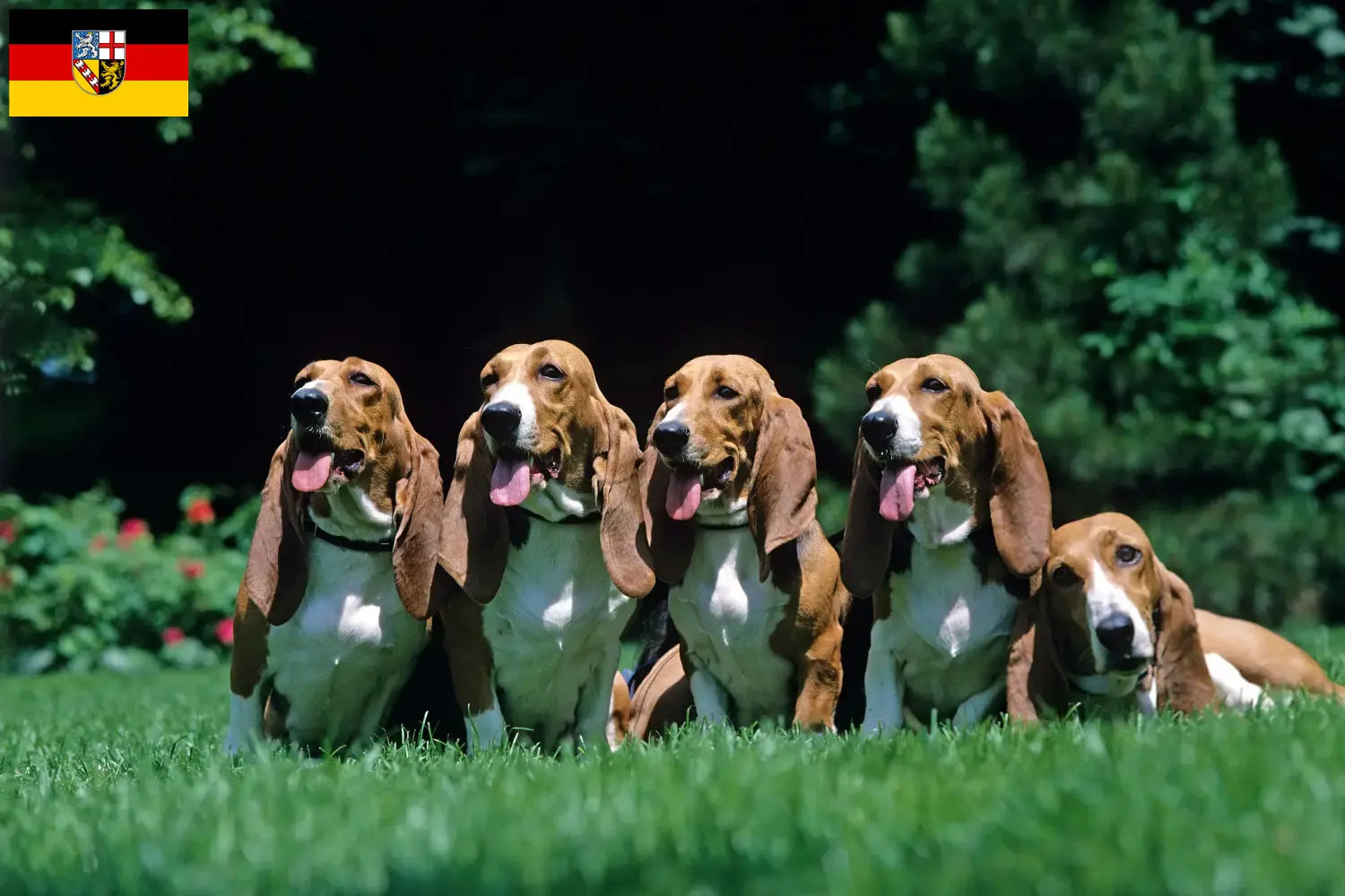 Basset Artésien Normand kiskutyák és tenyésztő Saarland Itt talál Basset Artésien Normands tenyésztőket Saar-vidéken.