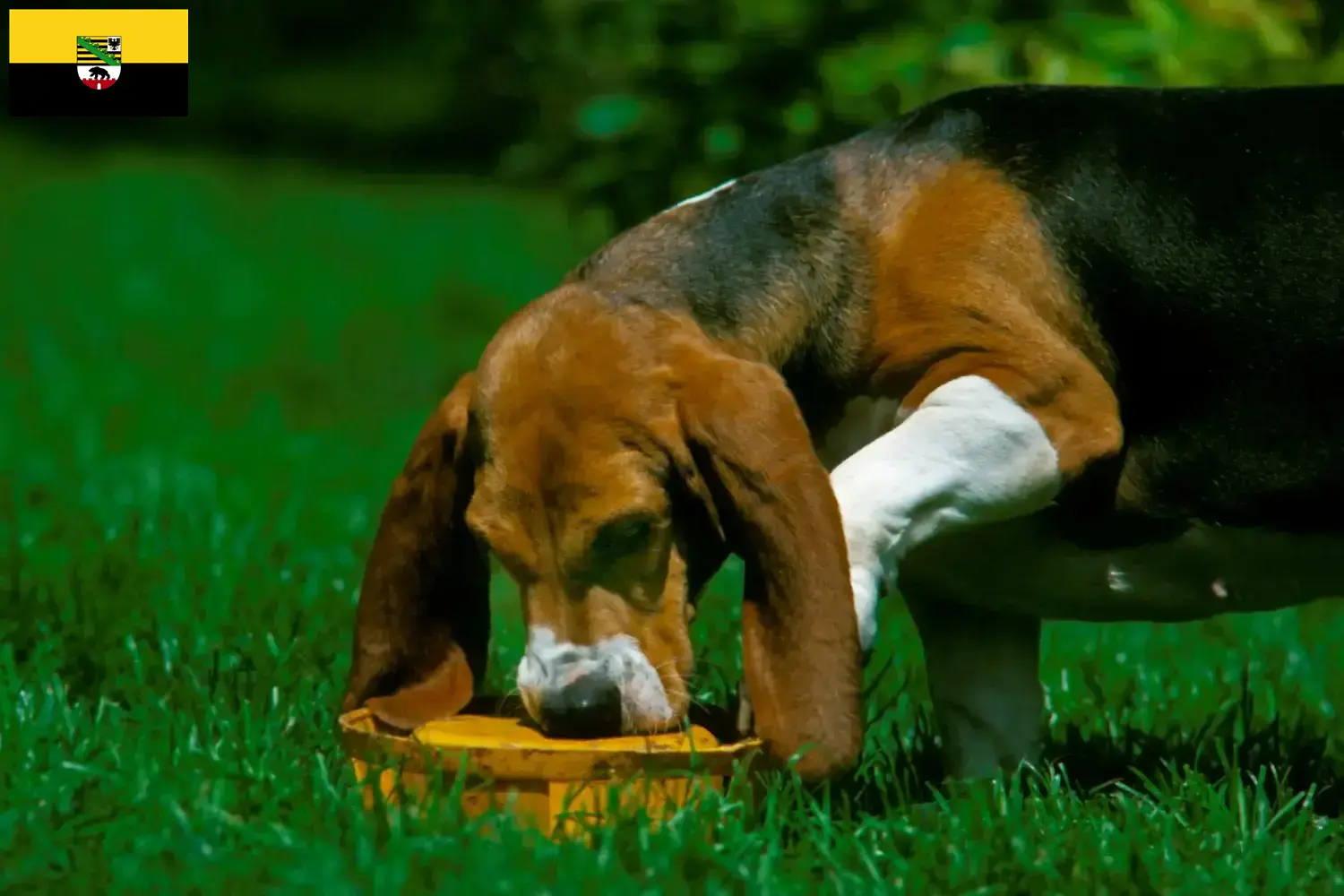 Basset Artésien Normand kiskutyák és tenyésztők Szász-Anhalt tartományban Itt talál Basset Artésien Normands tenyésztőket Szász-Anhaltban.