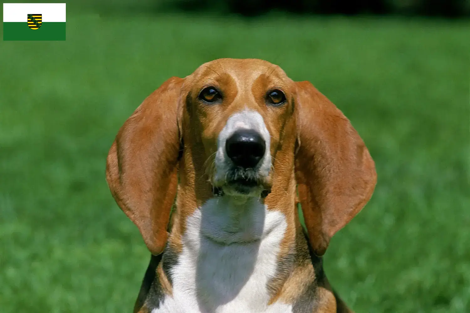 Basset Artésien Normand kiskutyák és tenyésztő Szászország Itt talál Basset Artésien Normands tenyésztőket Szászországban.