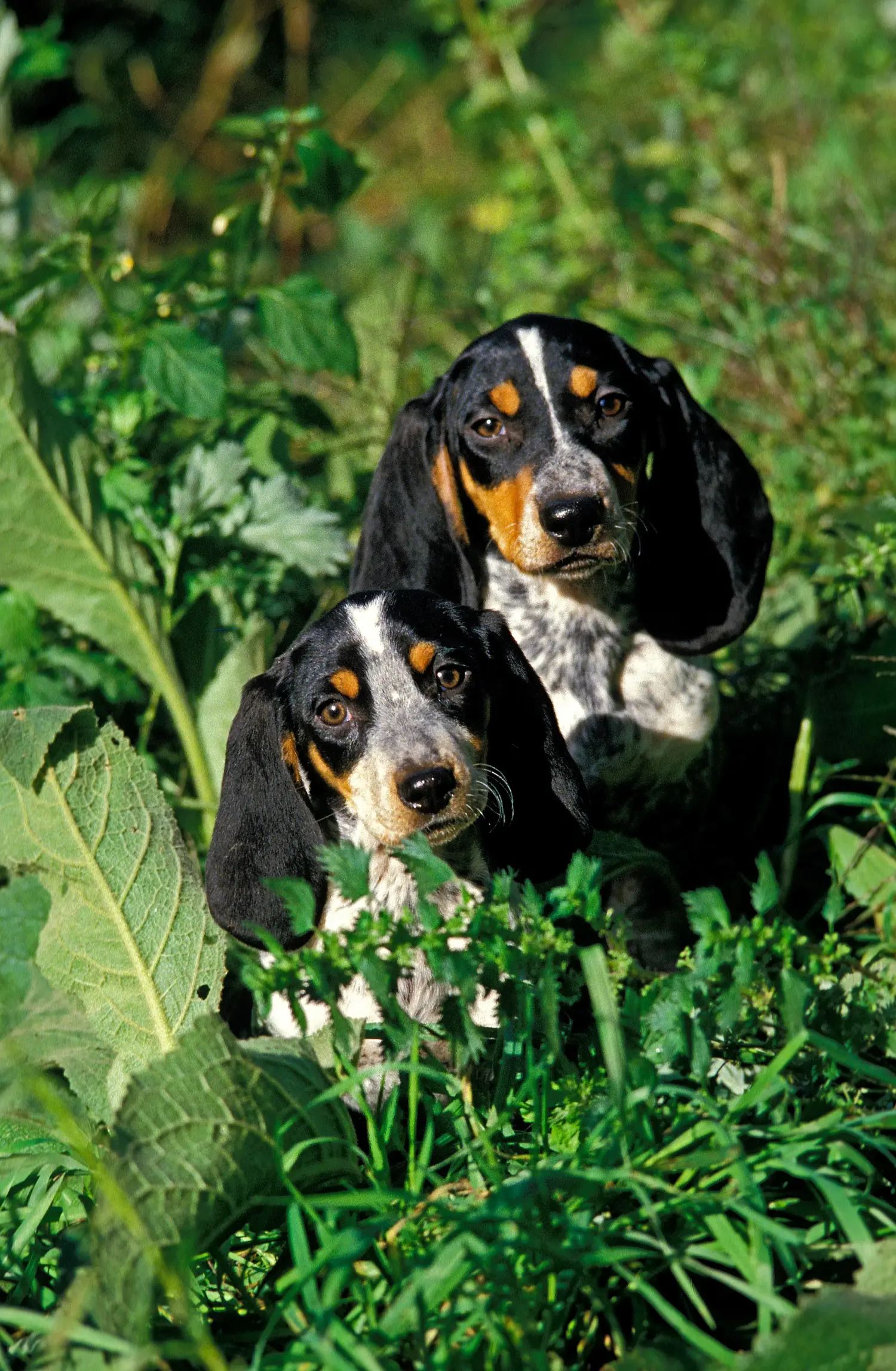 Basset bleu de Gascogne kölyökkutya vásárlása felelősségvállalást jelent! Vásároljon Basset bleu de Gascogne kiskutyákat.