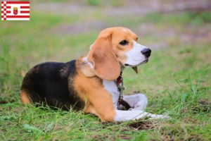 Read more about the article Beagle Harrier tenyésztők és kölykök Brémában