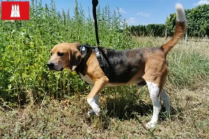 Read more about the article Beagle Harrier tenyésztők és kölykök Hamburgban