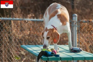 Read more about the article Beagle Harrier tenyésztők és kölykök Hessenben