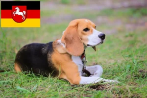 Read more about the article Beagle Harrier tenyésztők és kölykök Alsó-Szászországban