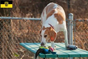 Read more about the article Beagle Harrier tenyésztők és kölykök Baden-Württembergben