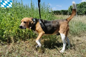 Read more about the article Beagle Harrier tenyésztők és kölykök Bajorországban