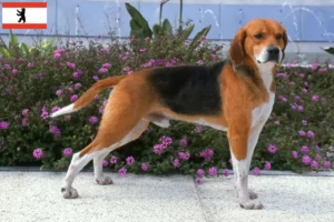 Read more about the article Beagle Harrier tenyésztők és kölykök Berlinben