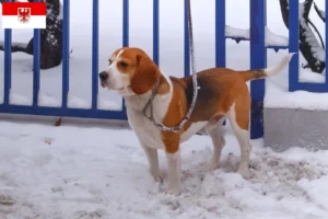 Read more about the article Beagle Harrier tenyésztők és kölykök Brandenburgban