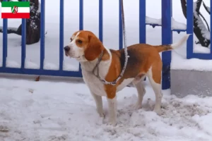 Read more about the article Beagle Harrier tenyésztők és kölykök Észak-Rajna-Vesztfália területén