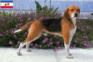 Read more about the article Beagle Harrier tenyésztők és kölykök Mecklenburg-Elő-Pomeránia tartományban