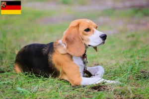 Read more about the article Beagle Harrier tenyésztők és kölykök Rajna-vidék-Pfalzban