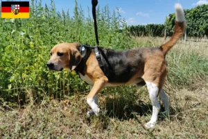 Read more about the article Beagle Harrier tenyésztők és kölykök Saarlandban