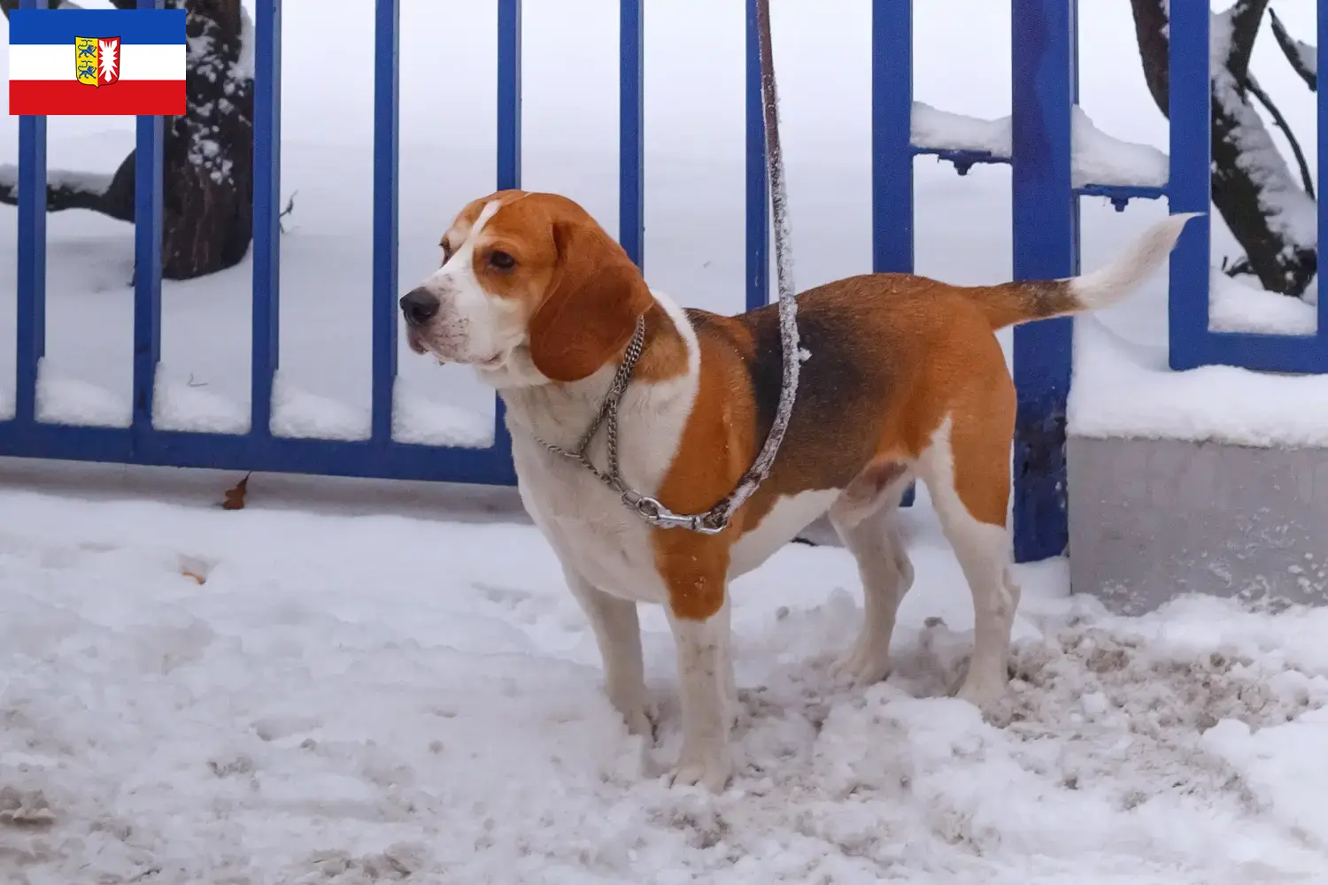 Beagle Harrier kölyökkutyák és tenyésztők Schleswig-Holstein Keresse meg a Beagle Harrier tenyésztőket Schleswig-Holstein területén.