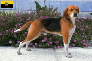 Read more about the article Beagle Harrier tenyésztők és kölykök Szász-Anhaltban