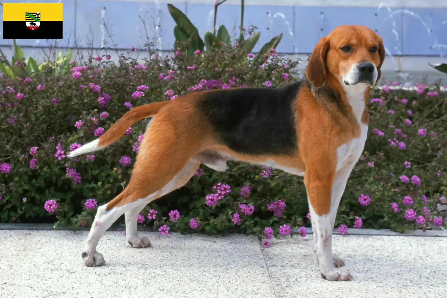 Beagle Harrier kiskutyák és tenyésztők Szász-Anhalt tartományban Keresse meg a Beagle Harrier tenyésztőket Szász-Anhalt tartományban.