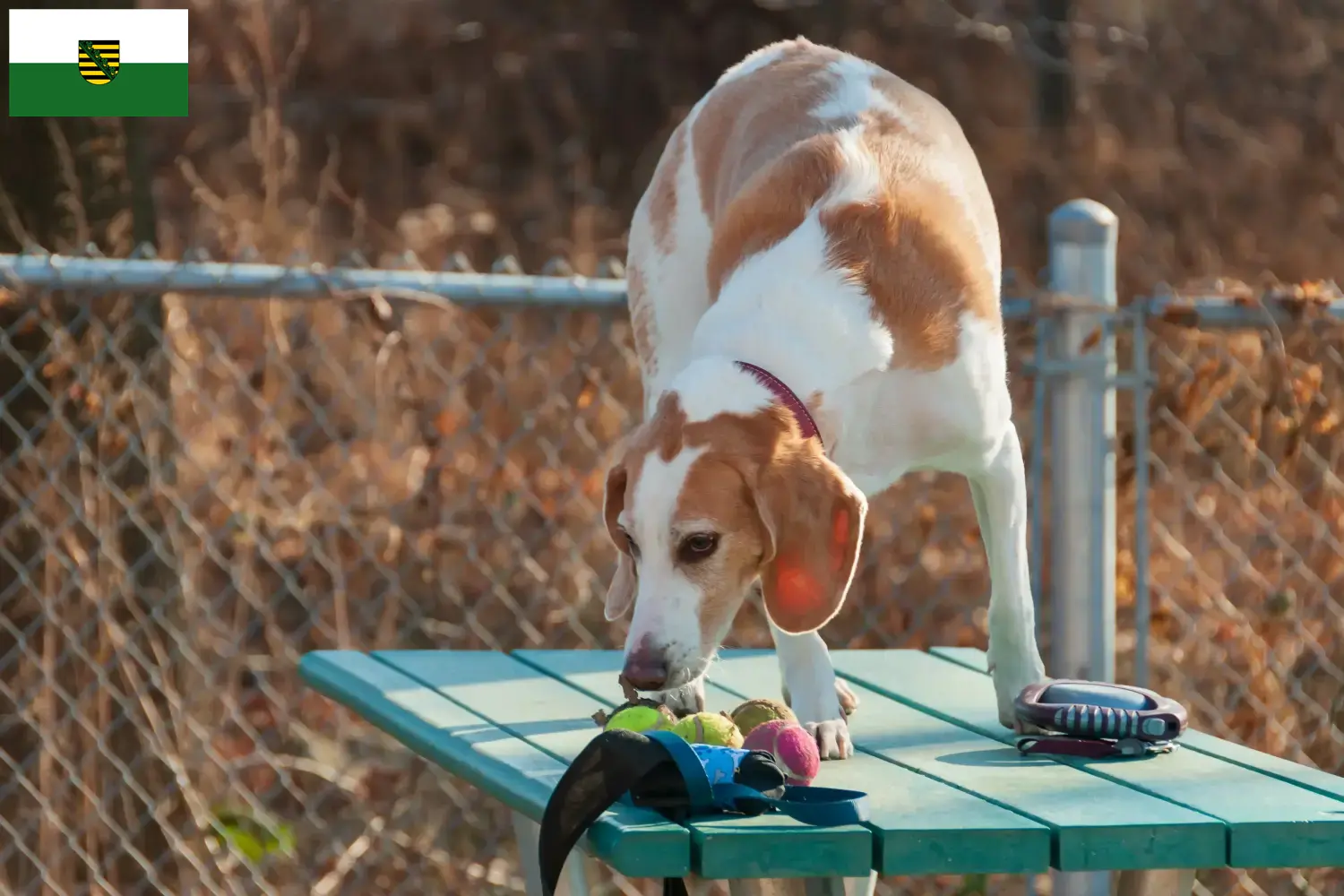 Beagle Harrier kiskutyák és tenyésztő Szászország Szászországi Beagle Harrier tenyésztőket itt találsz.