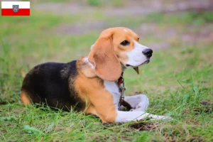 Read more about the article Beagle Harrier tenyésztők és kölykök Türingiában