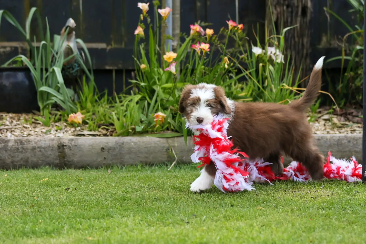 Egy Bearded Collie kölyökkutya megvásárlása felelősségvállalást jelent! Vásároljon Bearded Collie kiskutyákat.