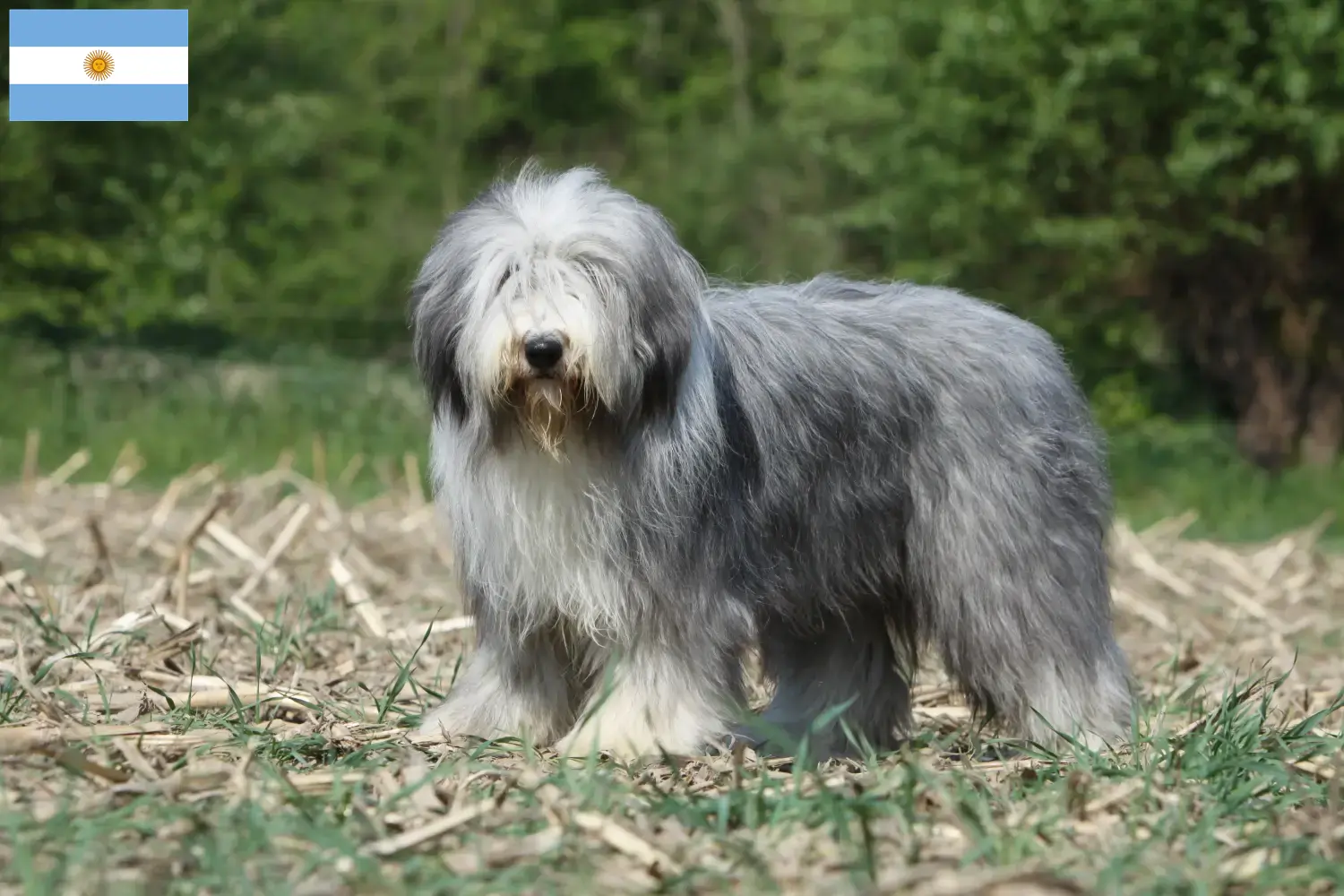 Bearded Collie kölykök és tenyésztők Argentína Találd meg a Bearded Collie tenyésztőket Argentína területén.