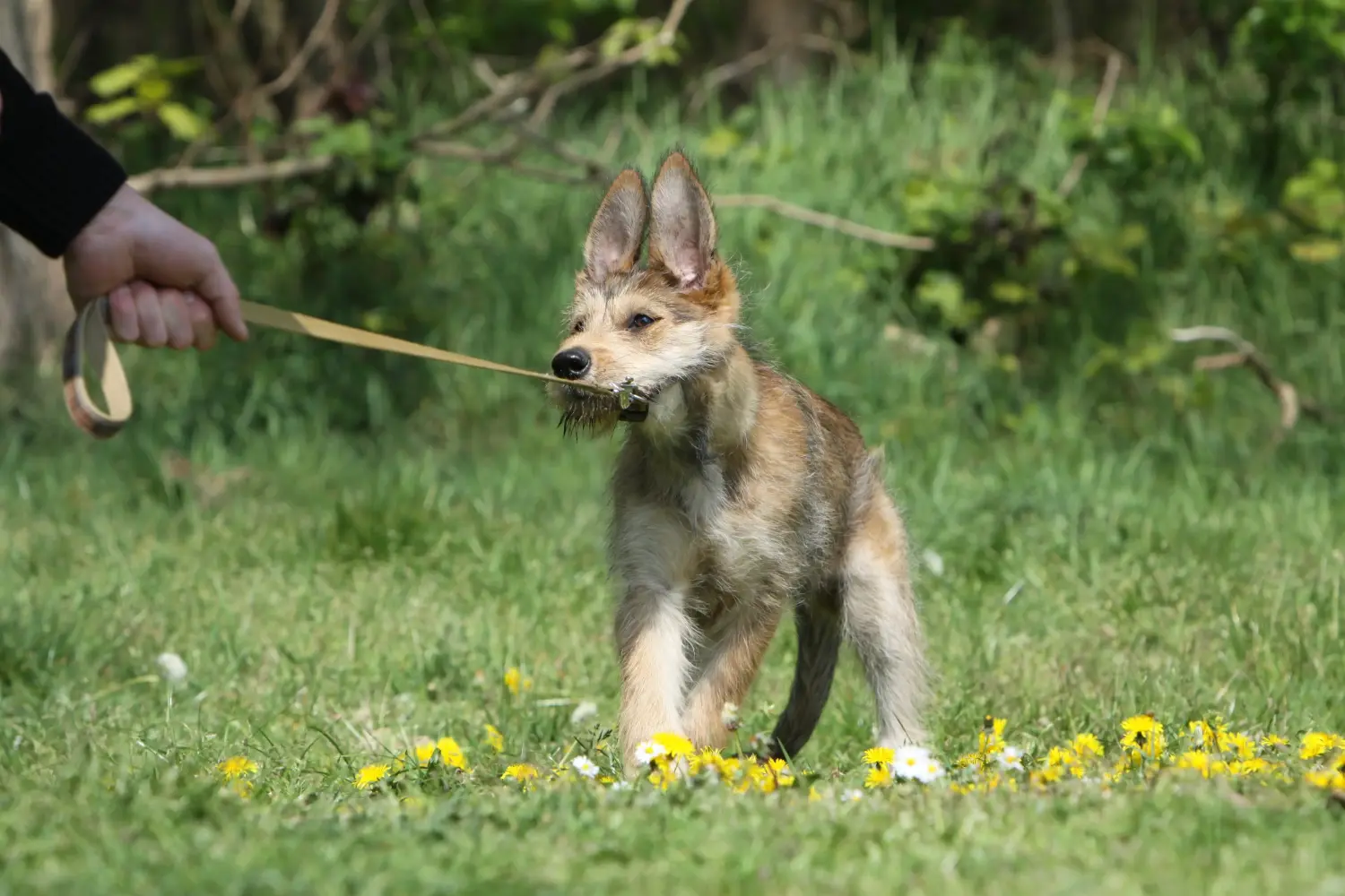 Berger de Picardie kiskutya vásárlása felelősségvállalást jelent! Berger de Picardie kölyökkutyák vásárlása.