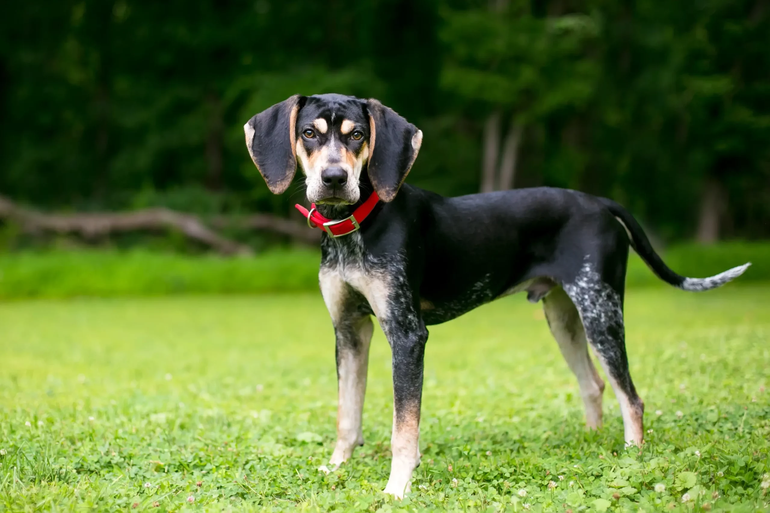 Read more about the article Bluetick Coonhound tenyésztő