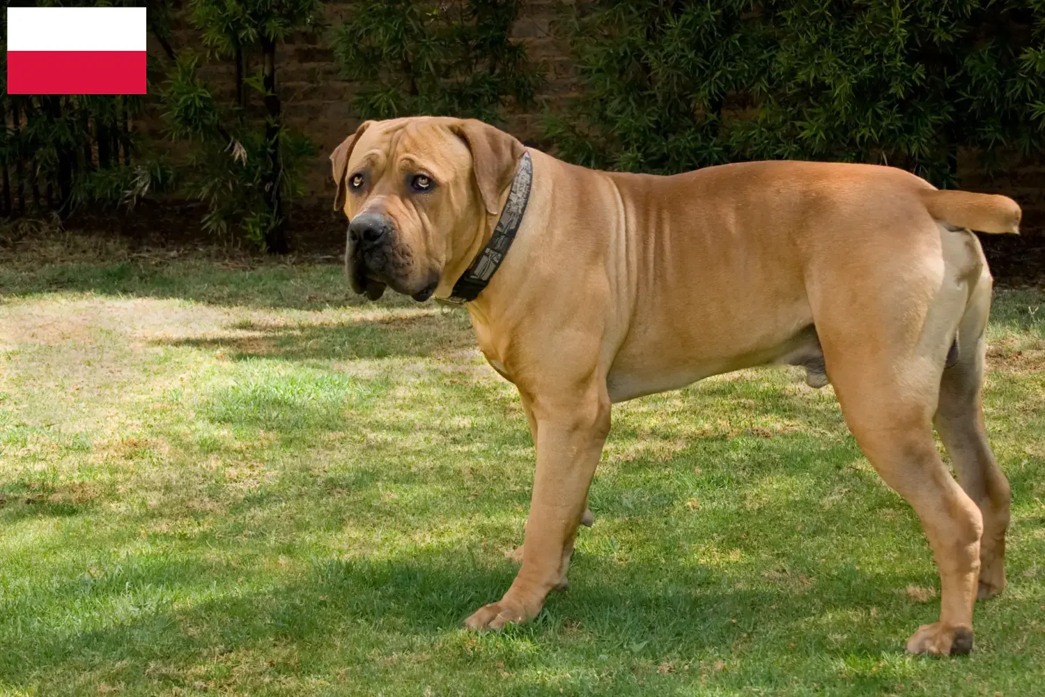 Boerboel kiskutyák és tenyésztők Lengyelország Itt megtalálja a lengyelországi berboel tenyésztőket.