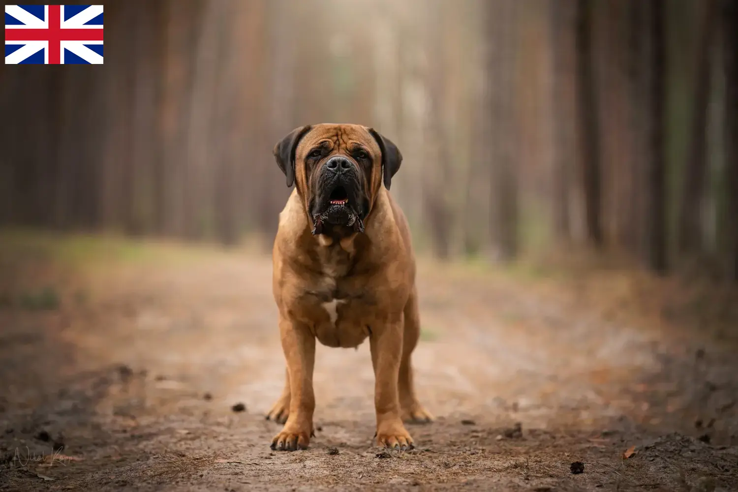 Boerboel kiskutyák és tenyésztők Nagy-Britannia Itt találhat berboel tenyésztőket Nagy-Britanniában.