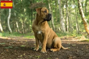 Read more about the article Boerboel tenyésztők és kölykök Spanyolországban