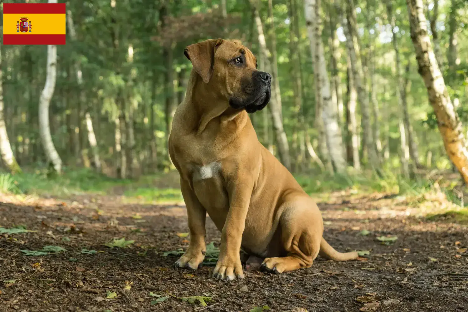 Boerboel kiskutyák és tenyésztők Spanyolország Itt megtalálja a spanyolországi berboel tenyésztőket.
