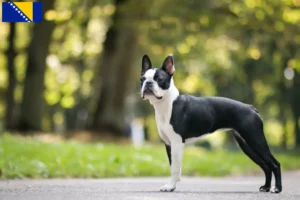 Read more about the article Boston terrier tenyésztők és kiskutyák Bosznia-Hercegovinában
